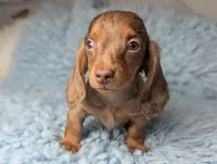 Maverick , a male Miniature Dachshund for sale in Moreno Valley, CA – 8 of 8