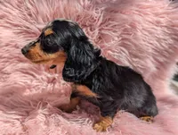 Frannie, a female Miniature Dachshund for sale in Moreno Valley, CA – 3 of 8