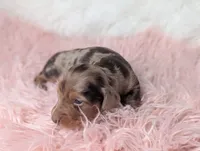 Bella, a female Miniature Dachshund for sale in Moreno Valley, CA – 3 of 6