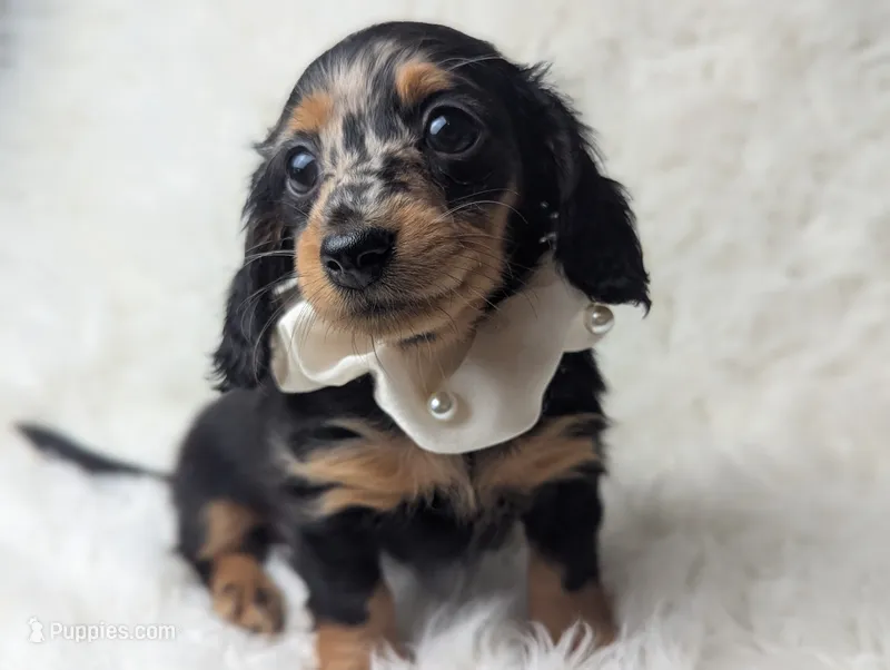 Frannie – Miniature Dachshund puppy for sale in Moreno Valley, CA