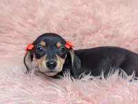 Lilly, a female Miniature Dachshund for sale in Moreno Valley, CA – 3 of 7