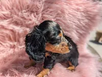 Frannie, a female Miniature Dachshund for sale in Moreno Valley, CA – 4 of 8