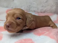 Ellen, a female Miniature Dachshund for sale in Moreno Valley, CA – 2 of 6