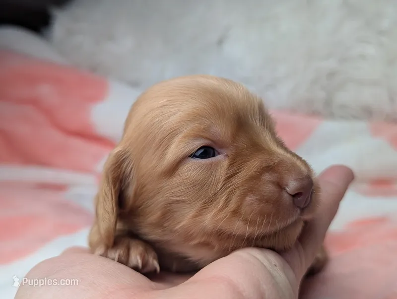 Ellen – Miniature Dachshund puppy for sale in Moreno Valley, CA