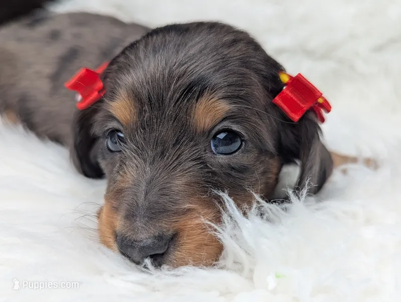 Raggen – Miniature Dachshund puppy for sale in Moreno Valley, CA