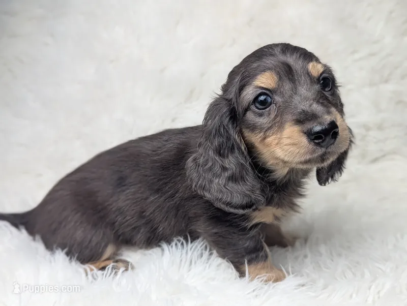 Sirus – Miniature Dachshund puppy for sale in Moreno Valley, CA