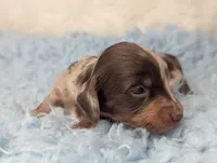 George, a male Miniature Dachshund for sale in Moreno Valley, CA – 3 of 6