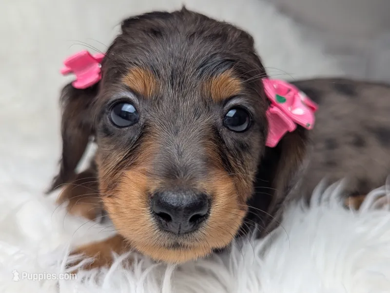 Raggen – Miniature Dachshund puppy for sale in Moreno Valley, CA