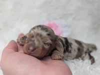 Starla, a female Miniature Dachshund for sale in Moreno Valley, CA – 4 of 7