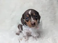 Penny, a female Miniature Dachshund for sale in Moreno Valley, CA – 2 of 6