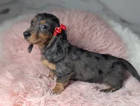 Sally, a female Miniature Dachshund for sale in Moreno Valley, CA – 5 of 8