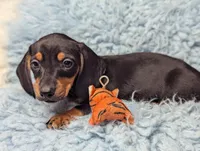 Bart, a male Miniature Dachshund for sale in Moreno Valley, CA – 6 of 6