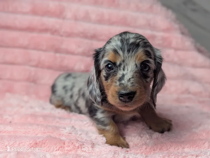Onyx – Miniature Dachshund puppy for sale in Moreno Valley, CA
