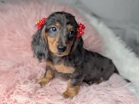 Sally, a female Miniature Dachshund for sale in Moreno Valley, CA – 4 of 8