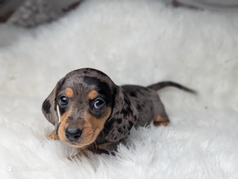 Ranger – Miniature Dachshund puppy for sale in Moreno Valley, CA