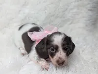 Poppy, a female Miniature Dachshund for sale in Moreno Valley, CA – 5 of 6