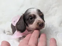 Poppy, a female Miniature Dachshund for sale in Moreno Valley, CA – 3 of 6