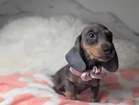 Saphire, a female Miniature Dachshund for sale in Moreno Valley, CA – 3 of 6