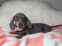 Saphire, a female Miniature Dachshund for sale in Moreno Valley, CA – 6 of 6