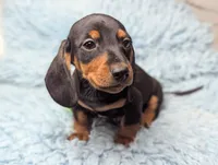 Ronnie, a male Miniature Dachshund for sale in Moreno Valley, CA – 5 of 6
