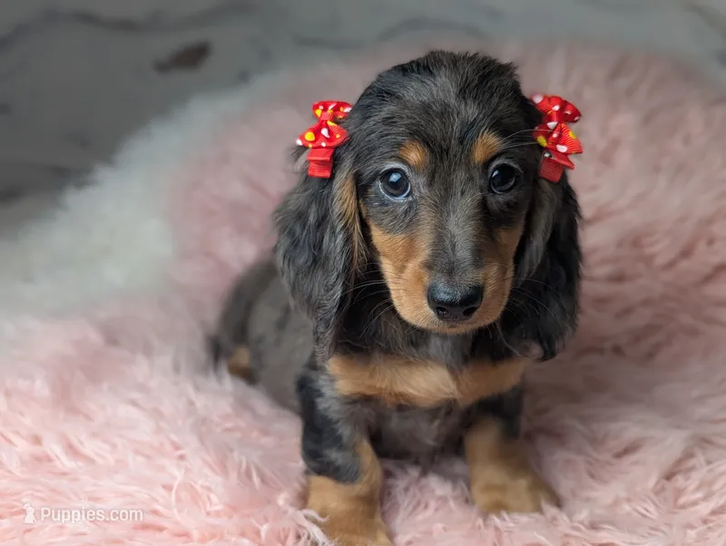Sally – Miniature Dachshund puppy for sale in Moreno Valley, CA