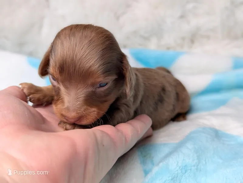 Maverick  – Miniature Dachshund puppy for sale in Moreno Valley, CA