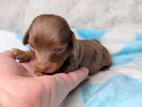 Maverick , a male Miniature Dachshund for sale in Moreno Valley, CA – 1 of 6