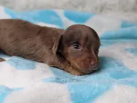 Maverick , a male Miniature Dachshund for sale in Moreno Valley, CA – 3 of 6