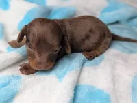 Maverick , a male Miniature Dachshund for sale in Moreno Valley, CA – 4 of 6