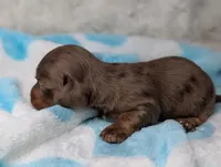 Maverick , a male Miniature Dachshund for sale in Moreno Valley, CA – 6 of 6