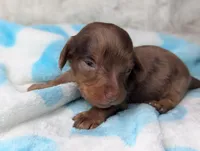 Maverick , a male Miniature Dachshund for sale in Moreno Valley, CA – 2 of 6
