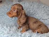 Maverick , a male Miniature Dachshund for sale in Moreno Valley, CA – 2 of 8