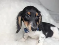 Leo, a male Miniature Dachshund for sale in Moreno Valley, CA – 5 of 6