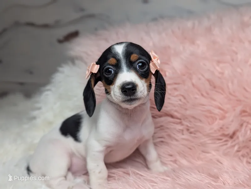 Claire – Miniature Dachshund puppy for sale in Moreno Valley, CA