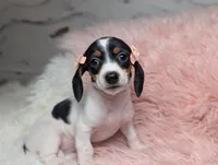 Claire, a female Miniature Dachshund for sale in Moreno Valley, CA – 1 of 6