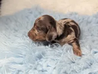George, a male Miniature Dachshund for sale in Moreno Valley, CA – 5 of 6