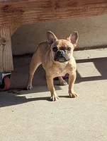 Pancake, a female French Bulldog for sale in Moreno Valley, CA – 3 of 6