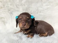 Sugar, a female Miniature Dachshund for sale in Moreno Valley, CA – Photo 1 of 5