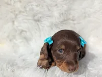 Sugar, a female Miniature Dachshund for sale in Moreno Valley, CA – Photo 2 of 5