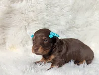 Sugar, a female Miniature Dachshund for sale in Moreno Valley, CA – Photo 3 of 5