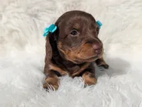 Sugar, a female Miniature Dachshund for sale in Moreno Valley, CA – Photo 4 of 5