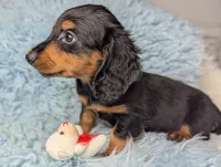 Buck, a male Miniature Dachshund for sale in Moreno Valley, CA – 3 of 6
