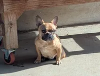 Pancake, a female French Bulldog for sale in Moreno Valley, CA – 4 of 6