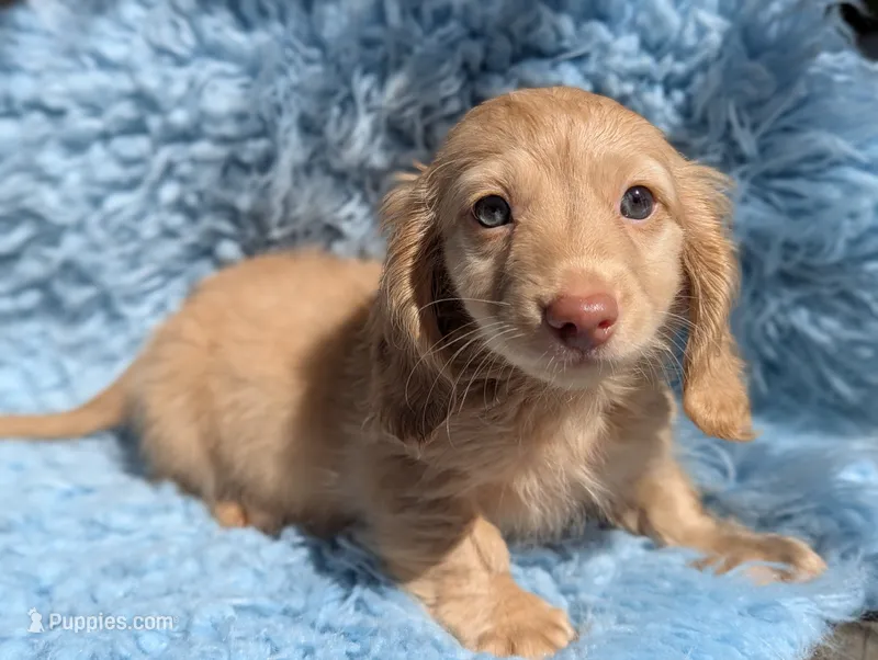 Kingston – Miniature Dachshund puppy for sale in Moreno Valley, CA