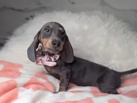 Saphire, a female Miniature Dachshund for sale in Moreno Valley, CA – 5 of 6