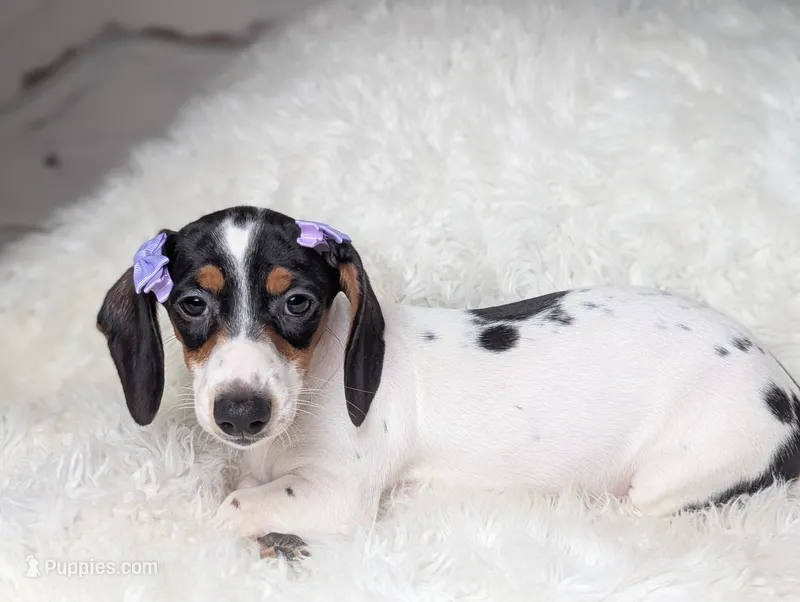 Claire – Miniature Dachshund puppy for sale in Moreno Valley, CA