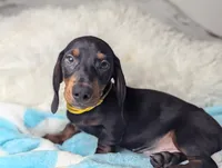 Mikey, a male Miniature Dachshund for sale in Moreno Valley, CA – 4 of 6