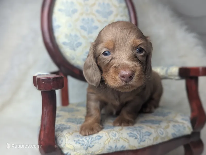 Nelson – Miniature Dachshund puppy for sale in Moreno Valley, CA