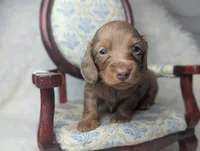 Nelson, a male Miniature Dachshund for sale in Moreno Valley, CA – 1 of 6
