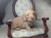 Kingston, a male Miniature Dachshund for sale in Moreno Valley, CA – 2 of 6